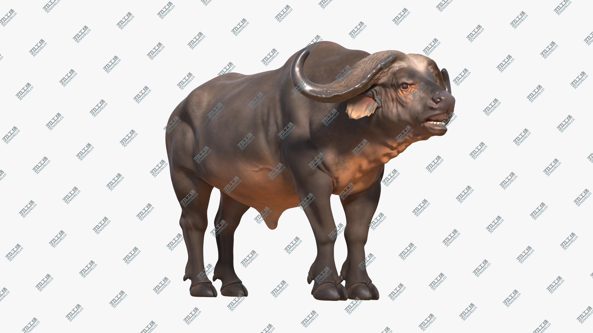 images/goods_img/20210319/3D Cape Buffalo African Buffalo Rigged/3.jpg